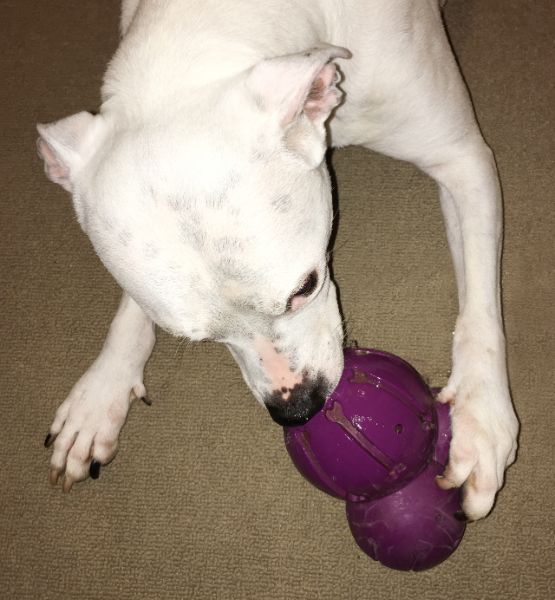 Figure 4. Dog using left dewclaw to grip a food toy. Photo by Samra Elser.