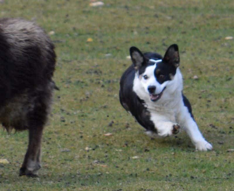 Figure 3. Corgi using its left dewclaw while herding. Photo by Jessica Viera.