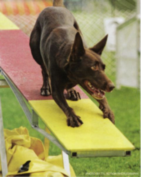 Figure 5. Kelpie gripping the teeter for stability. Photo by TTL Action Photography.