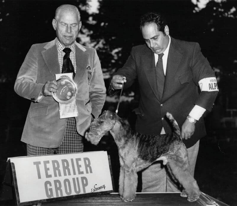 Ric Chashoudian handles Welsh Terrier Ch. Philtown Protocol to a Group win under judge Edward E. Loebe.