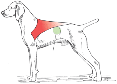 Tissue Tent Test - Figure 1. To palpate the layer of subcutaneous fat, pinch the tissues in the area of the last few ribs (green spot), just below the latissimus dorsi muscle (red). In that area, there is just skin and subcutaneous fat overlying the ribs.