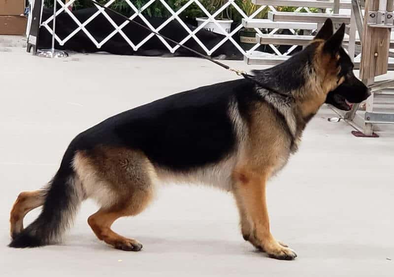 German Shepherd