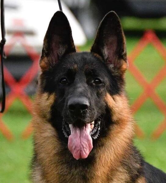 German Shepherd standing near fence.