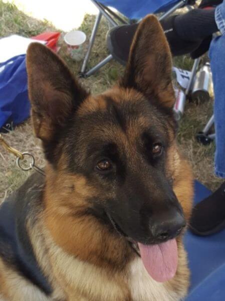 German Shepherd
