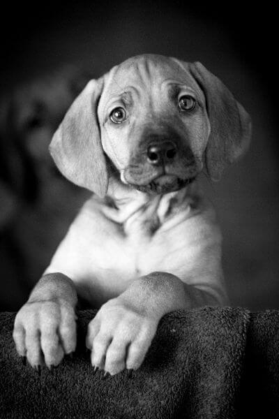 A black and white photo of a puppy.