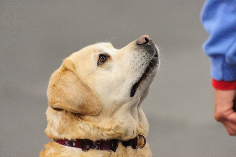 Dog and handler communication: Smiling and maintaining eye contact helps me keep “Carly” and I focused.