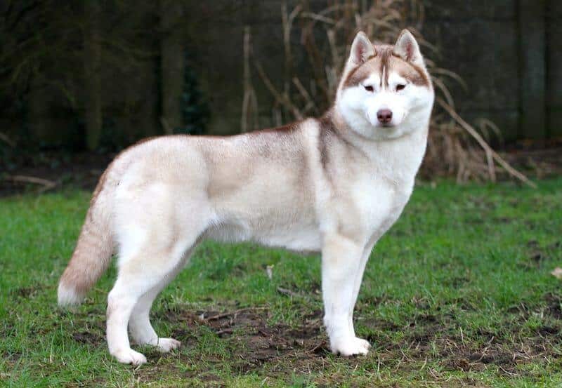 A siberian husky, standing in the grass.