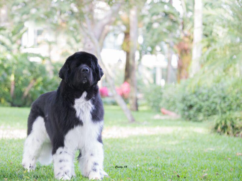 A working group black and white dog standing in the grass.