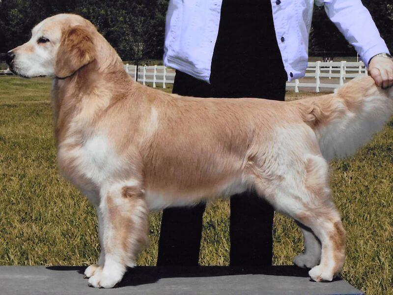 A lovely, balanced, moderate male Golden Retriever