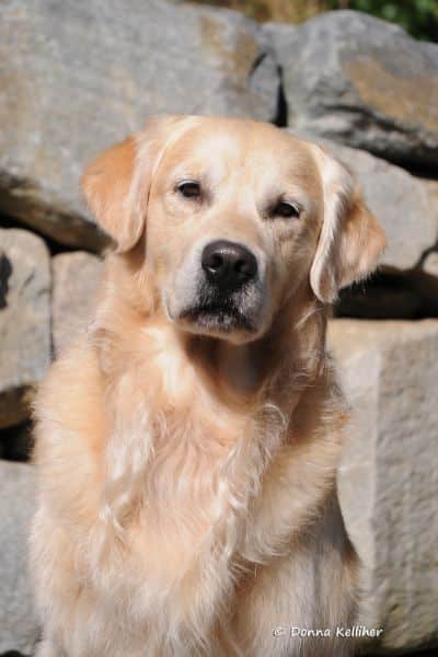 headshot of a golden retriever