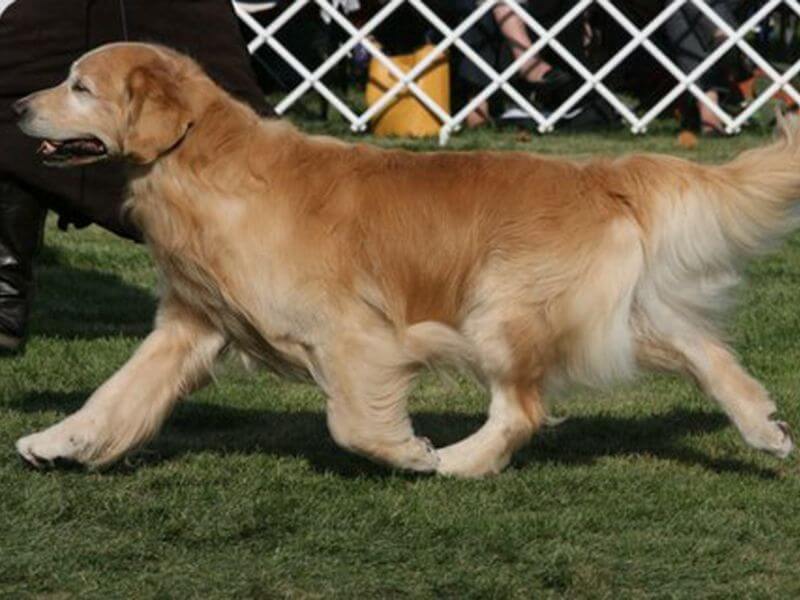 Golden Retriever walking on grass