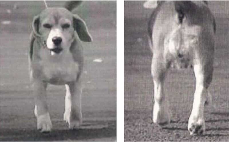 Beagle movement.