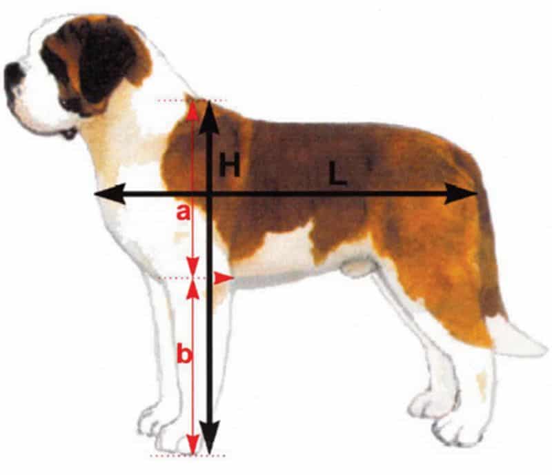 Proportionately Tall Saint Bernard
