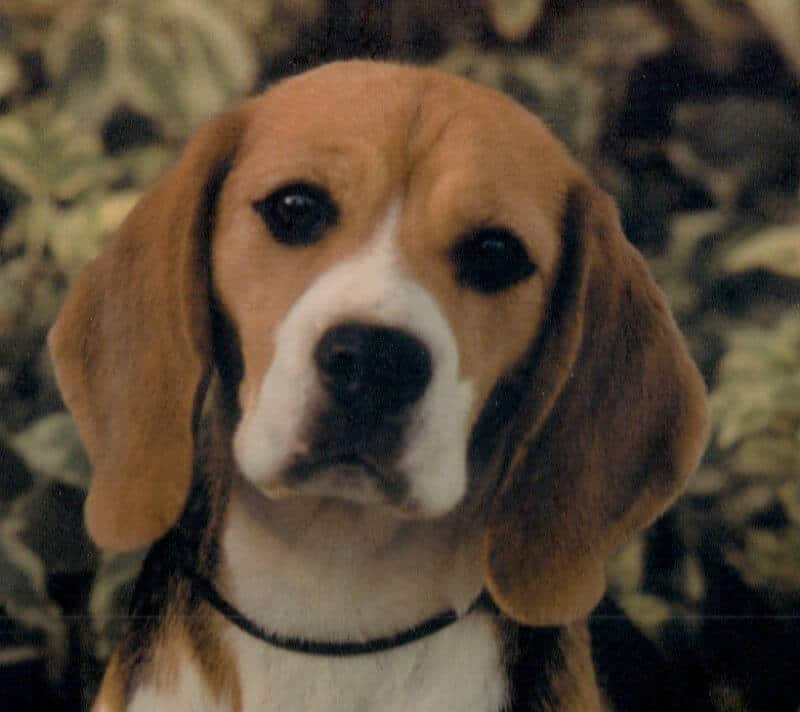 Another head shoot of a Beagle.