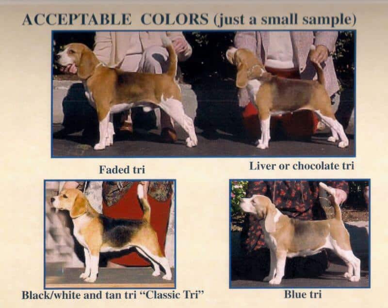 Photos of several Beagles with different colors.