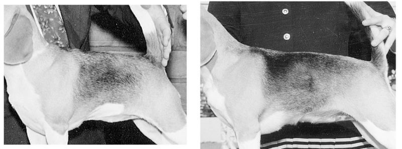 Incorrect sternum length.