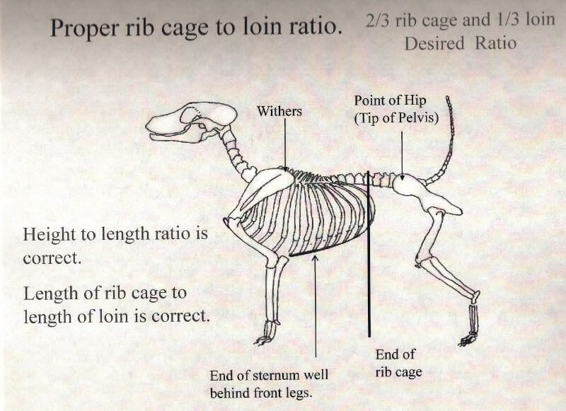 Proper rib cage to loin ration.