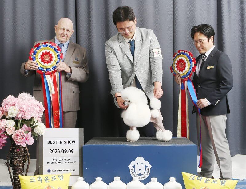 Best in Show at both shows in Korea, Ch. Melody Line Triple Crown.