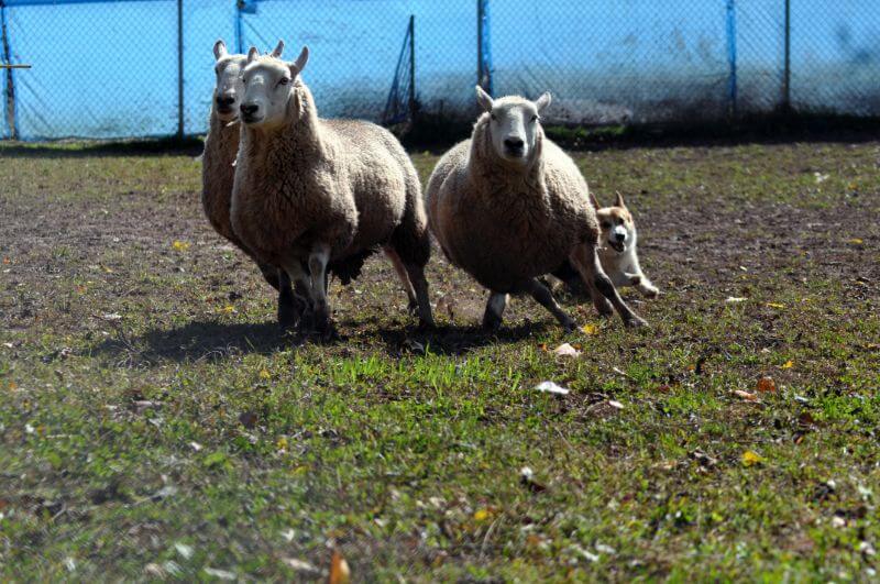 A group of sheep being chased by a Pembroke Welsh Corgi in a field.