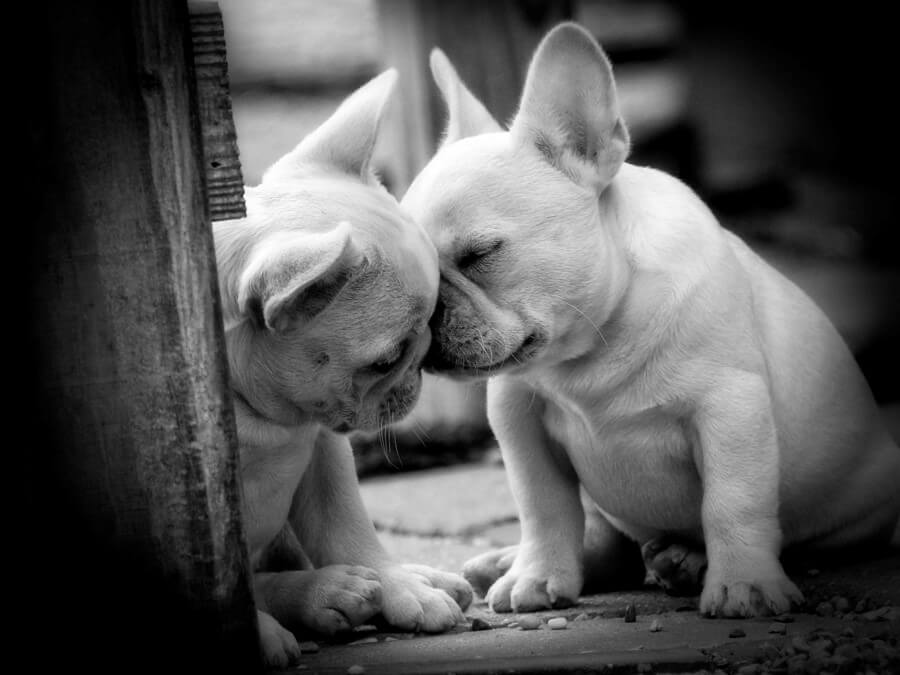 Black and white photo of two purebred French Bulldog puppies.