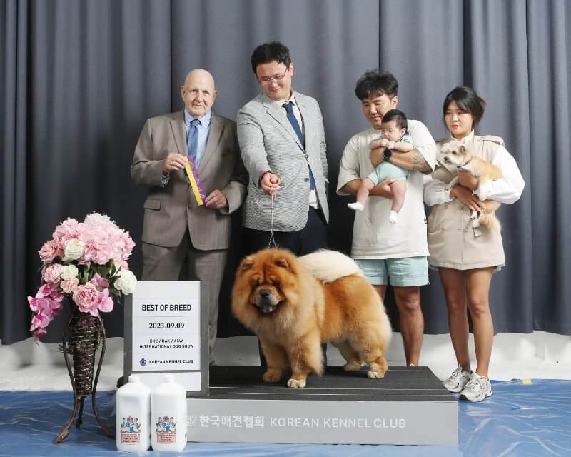 The incomparable Chow, Hei Hei, owned by Tom D. Kim, is pictured in 2017 winning three consecutive Bests in Show and again at his retirement in 2023. It was my distinct pleasure to be a part of his distinguished career. He has retired to be at home with Tom.
