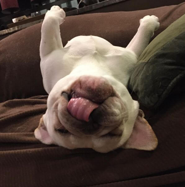 French Bulldog playing on the bed.
