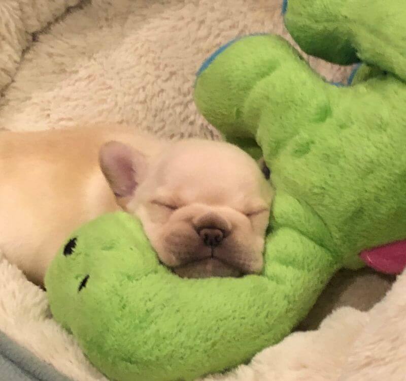 Frenchie sleeping with his toy.