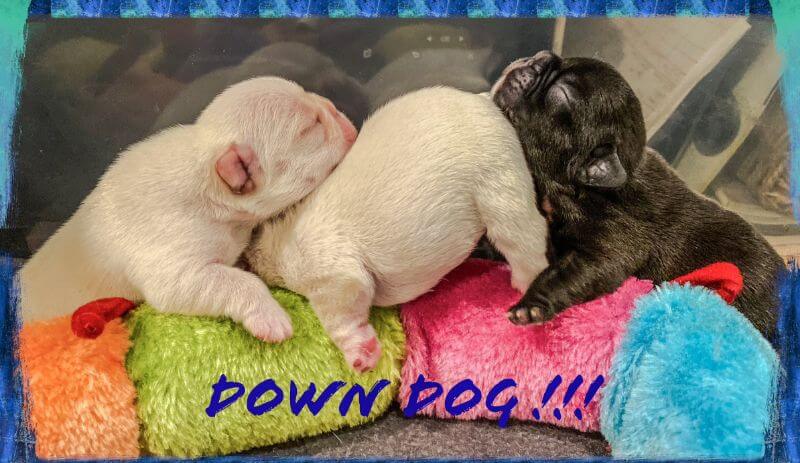 Three Frenchies enjoying their time together.