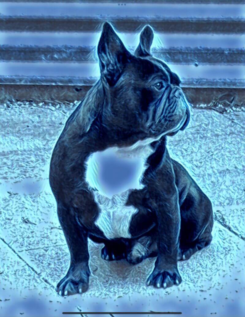 Black French Bulldog standing still.