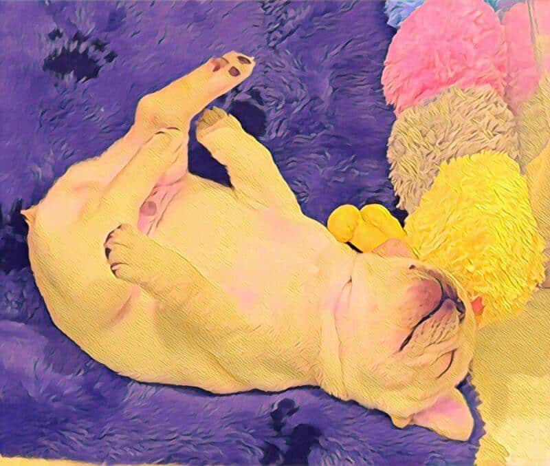 Brown Frenchie sleeping.