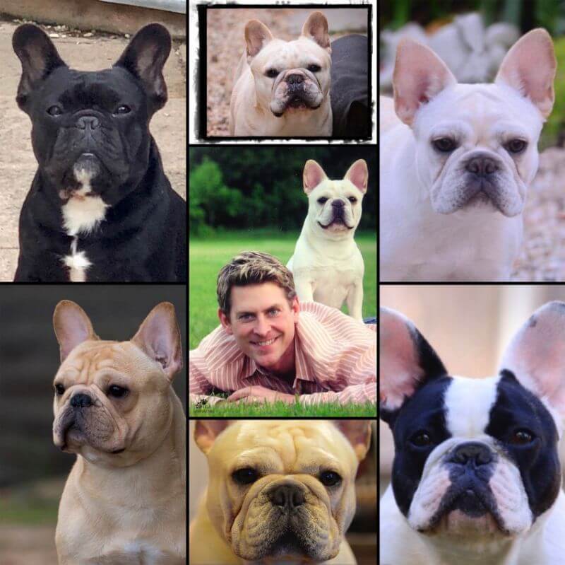 Head shoot of multiple French Bulldogs.