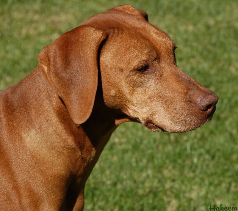 Ridgeback standing on grass.