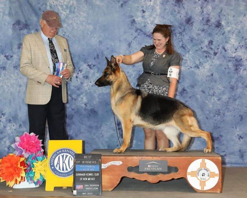 Heather Robertson Miller competing with her German Shepherd.