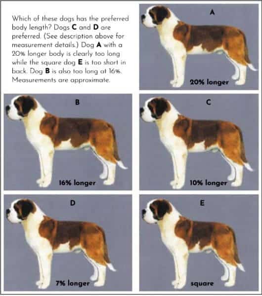 Proportionately tall Saint Bernard