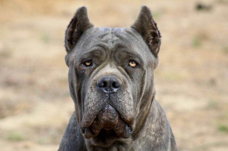 Picture of a Cane Corso