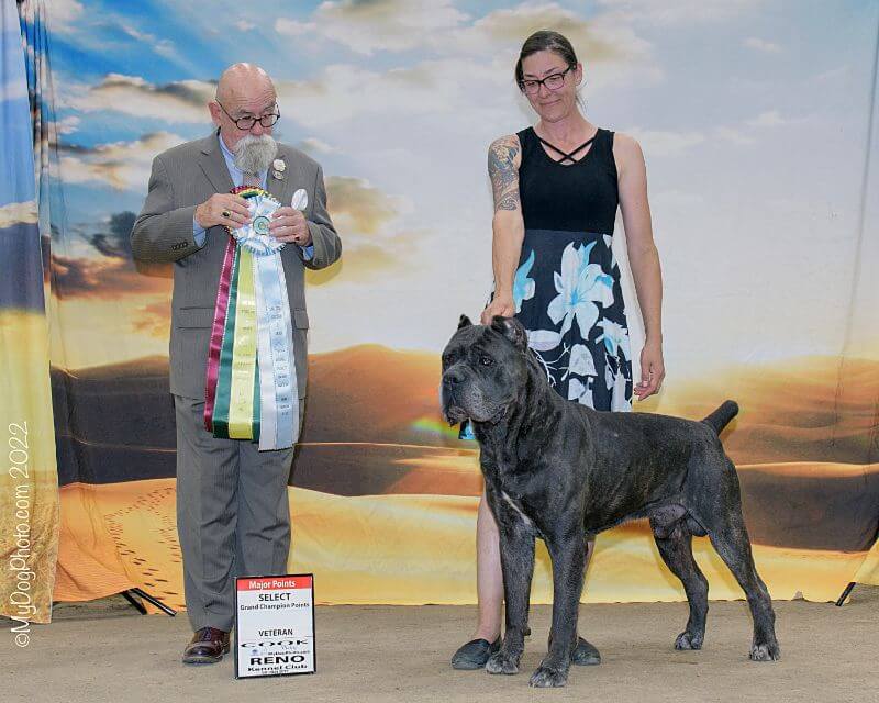 Alexia Rodriguez and her Cane Corso.