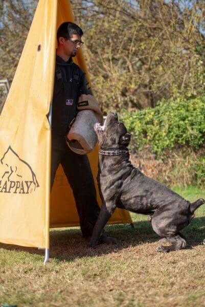Dog bitework training.