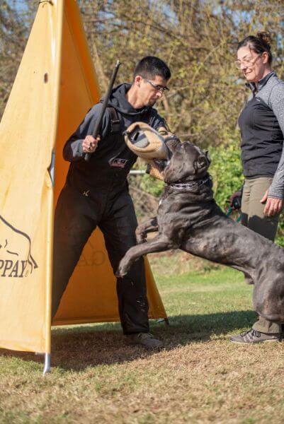 Dog being trained.