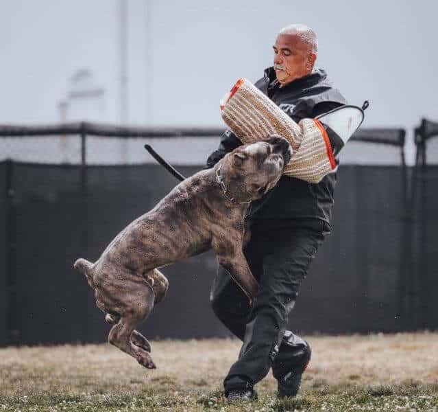 Dog being trained.
