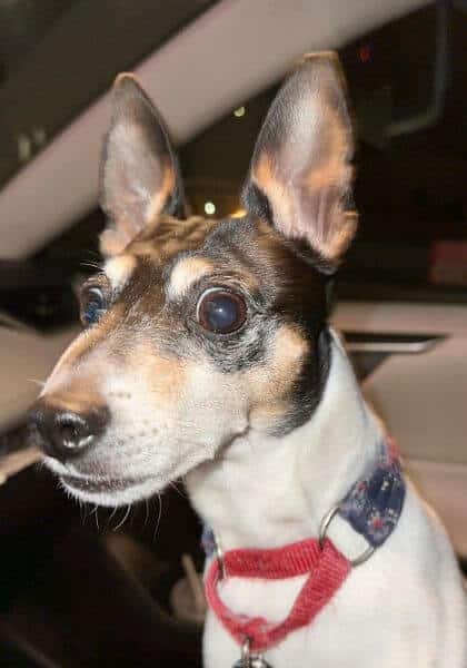 A black and white dog sitting in a car.