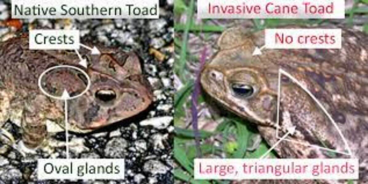 A picture of a frog and a toad.