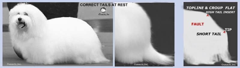 Two pictures of a white Coton de Tulear dog with a white coat showcasing tail standards.