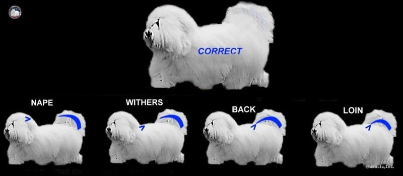 Correct tail standard for