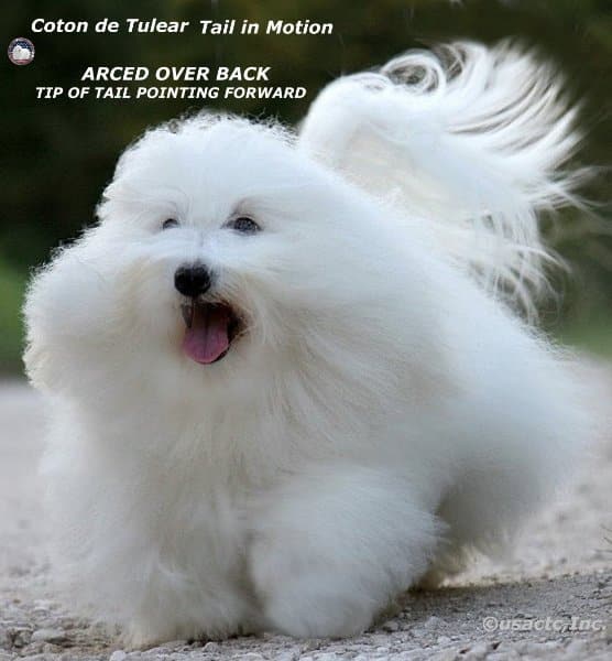 Coton breed running.