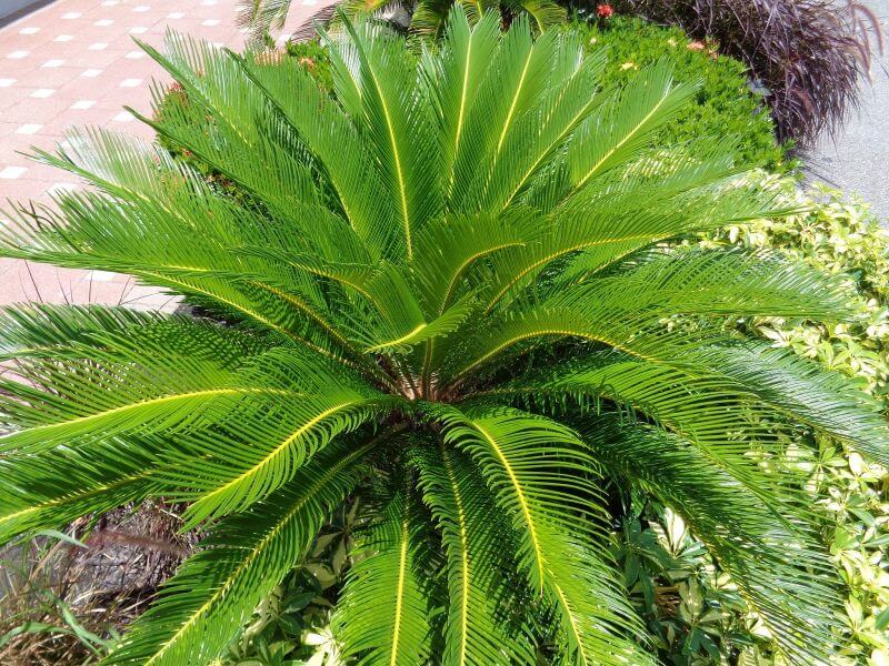 A palm tree.