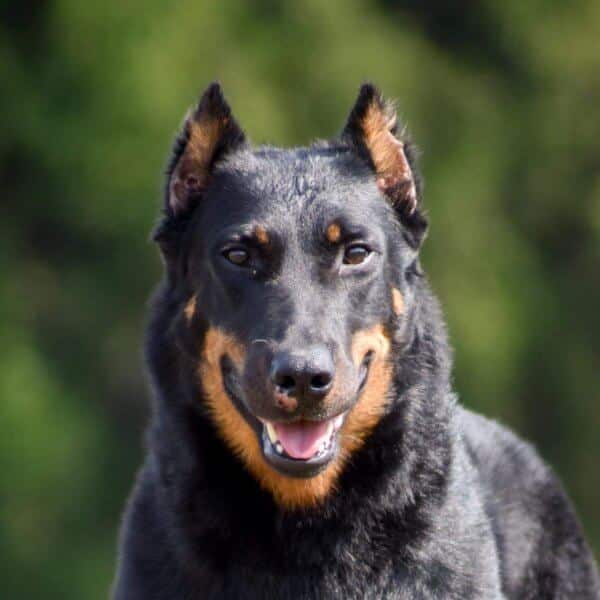 A Close up photo of Beauceron's head.