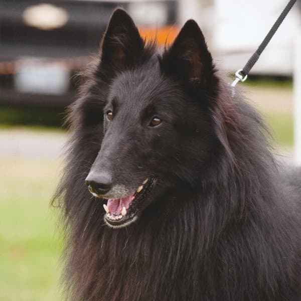 Belgian Sheepdog head photo.