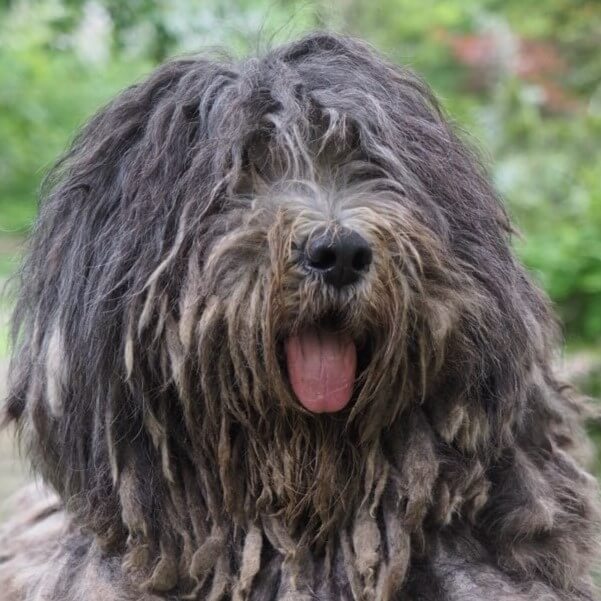 Bergamasco Sheepdog head photo.