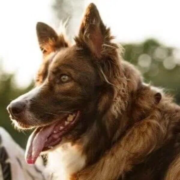 A side photo of a Border Collie's head.