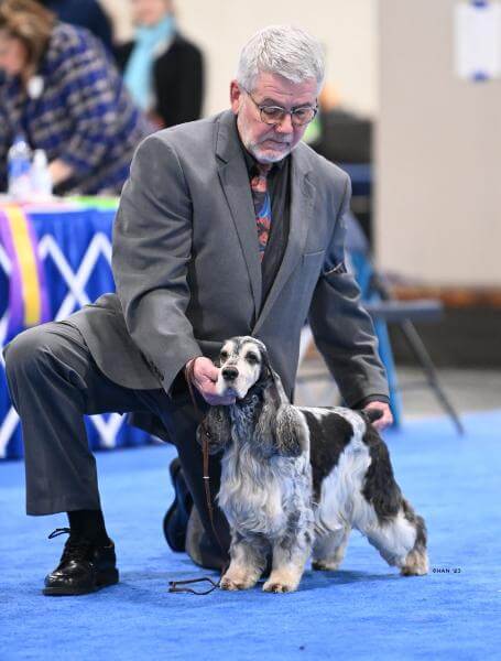 James S. Covey judging a dog at the dog show.